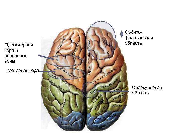 Премоторная кора и версивные зоны Орбитофронтальная область Моторная кора Оперкулярная область Невромед 