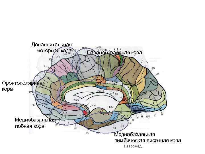 Дополнительная моторная кора Парацентральная кора Фронтополярная кора Медиобазальная лобная кора Медиобазальная лимбическая височная кора