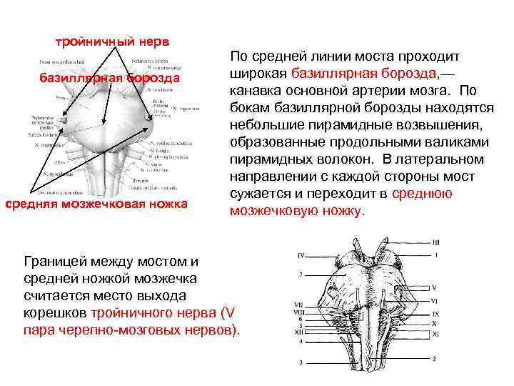 тройничный нерв базиллярная борозда средняя мозжечковая ножка По средней линии моста проходит широкая базиллярная