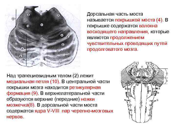Ядра моста мозга. Дорсальная часть моста анатомия. Покрышка (дорсальная часть) моста – tegméntum Póntis. Дорсальная часть (покрышка) моста. Покрышка продолговатого мозга.