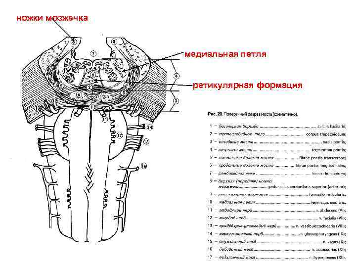 ножки мозжечка медиальная петля ретикулярная формация 