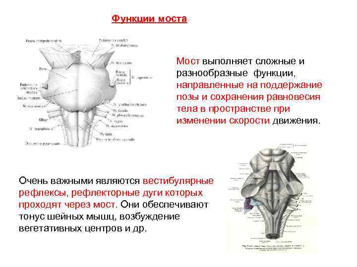 Функции моста Мост выполняет сложные и разнообразные функции, направленные на поддержание позы и сохранения