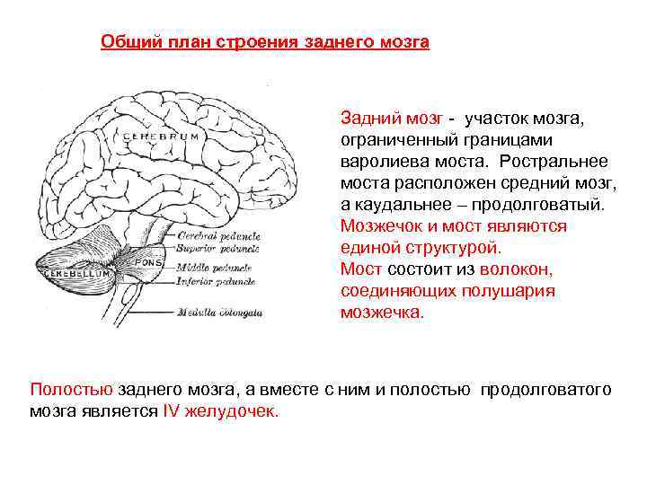 Общий план строения заднего мозга Задний мозг - участок мозга, ограниченный границами варолиева моста.