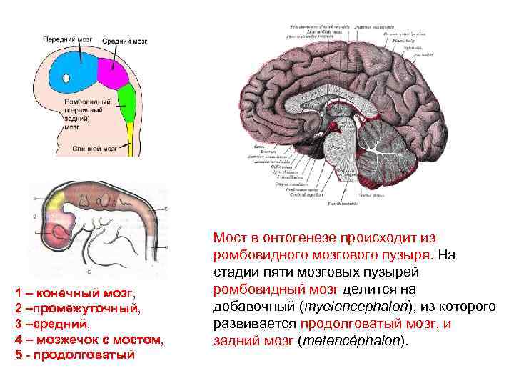 1 – конечный мозг, 2 –промежуточный, 3 –средний, 4 – мозжечок с мостом, 5