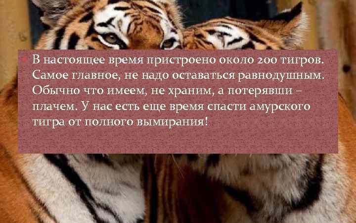  В настоящее время пристроено около 200 тигров. Самое главное, не надо оставаться равнодушным.