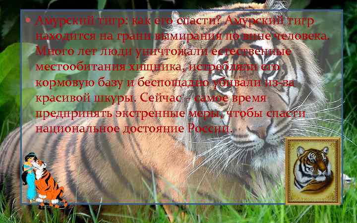  Амурский тигр: как его спасти? Амурский тигр находится на грани вымирания по вине