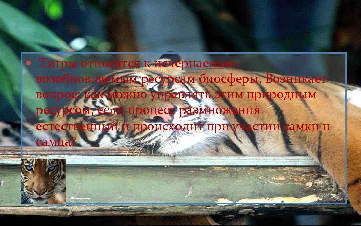 Тигры относятся к исчерпаемым, возобновляемым ресурсам биосферы. Возникает вопрос: как можно управлять этим