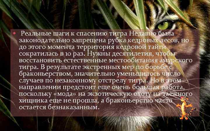  Реальные шаги к спасению тигра Недавно была законодательно запрещена рубка кедровых лесов, но