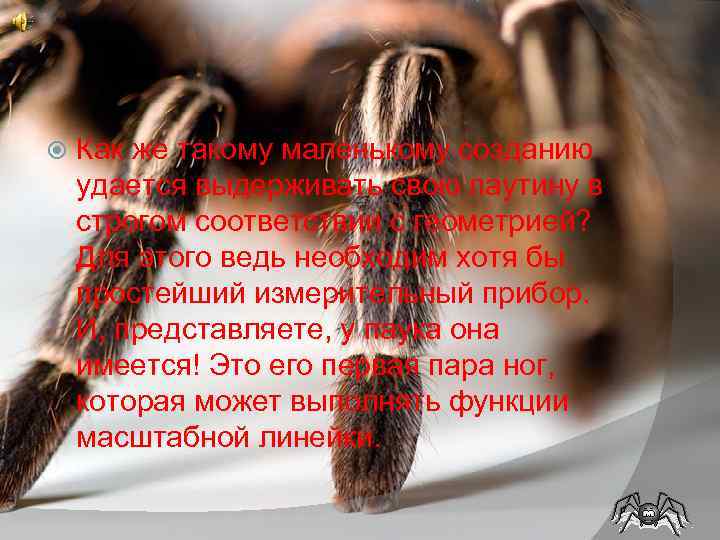  Как же такому маленькому созданию удается выдерживать свою паутину в строгом соответствии с