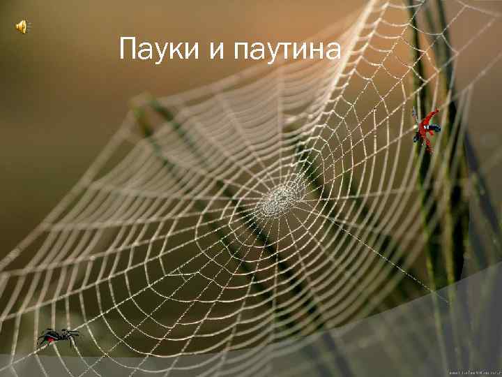 Пауки и паутина 