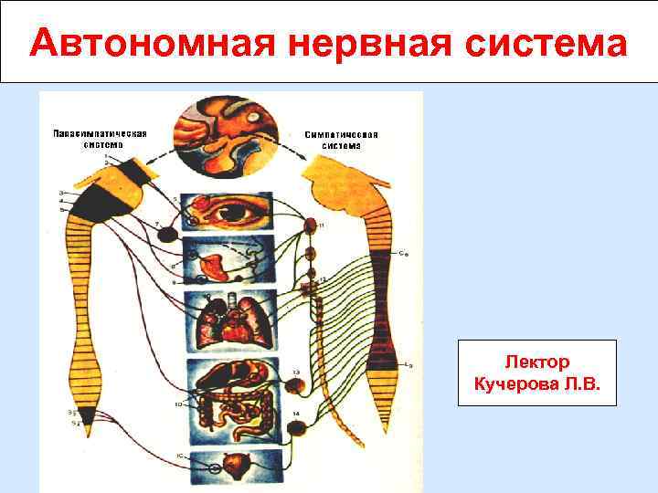 Автономная нервная система Лектор Кучерова Л. В. 