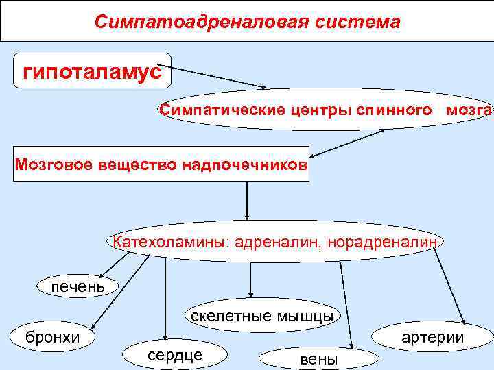 Симпато адреналовая система презентация