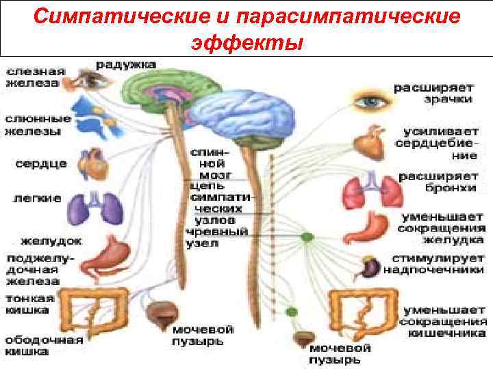 Строение симпатического и парасимпатического отделов. Схема строения симпатической и парасимпатической нервной системы. Симпатические и парасимпатические эффекты. Структуры парасимпатического отдела. Крестцовая часть парасимпатической нервной системы.