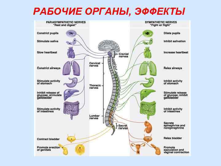 Нервная система организатора до и после мероприятий картинки