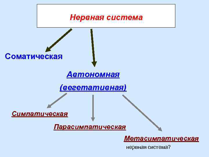 Нервная система Соматическая Автономная (вегетативная) Симпатическая Парасимпатическая Метасимпатическая нервная система? 