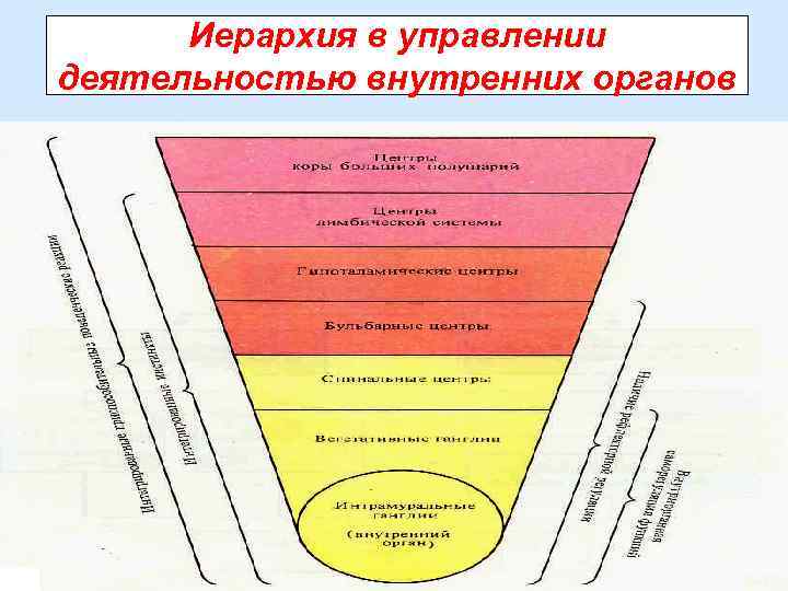 Иерархия в управлении деятельностью внутренних органов 