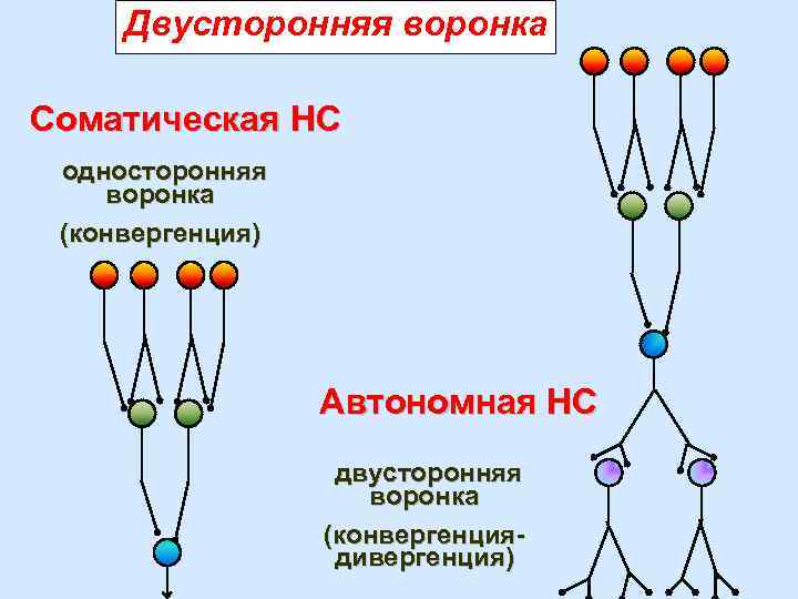 Двусторонняя воронка Соматическая НС односторонняя воронка (конвергенция) Автономная НС двусторонняя воронка (конвергенциядивергенция) 