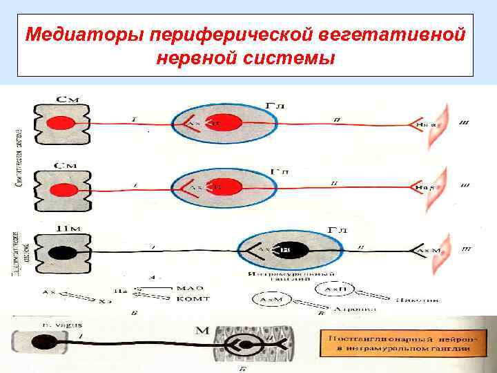 Медиаторы периферической вегетативной нервной системы 