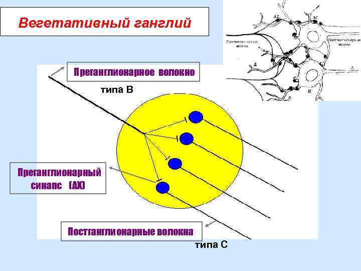 Вегетативный ганглий Преганглионарное волокно типа В Преганглионарный синапс (АХ) Постганглионарные волокна типа С 