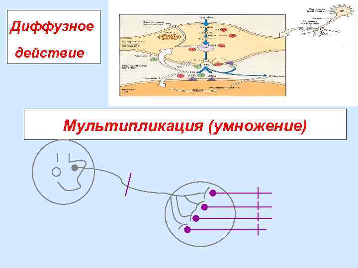 Диффузное действие Мультипликация (умножение) 