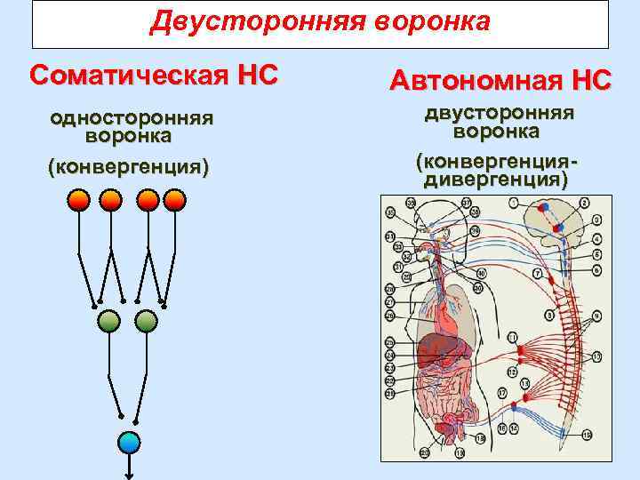 Двусторонняя воронка Соматическая НС односторонняя воронка (конвергенция) Автономная НС двусторонняя воронка (конвергенциядивергенция) 