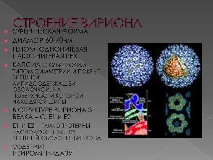  СТРОЕНИЕ ВИРИОНА СФЕРИЧЕСКАЯ ФОРМА ДИАМЕТР 60 -70 НМ ГЕНОМ- ОДНОНИТЕВАЯ ПЛЮС-НИТЕВАЯ РНК КАПСИД