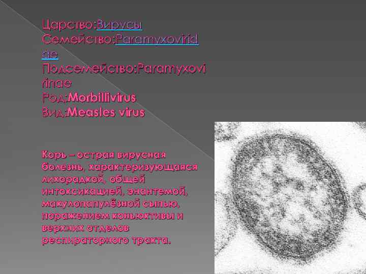 Царство: Вирусы Семейство: Paramyxovirid ae Подсемейство: Paramyxovi rinae Род: Morbillivirus Вид: Measles virus Корь