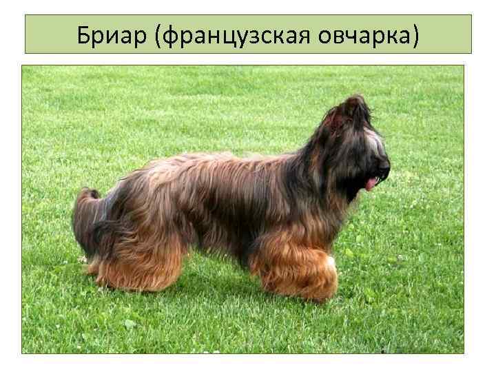 Бриар (французская овчарка) 