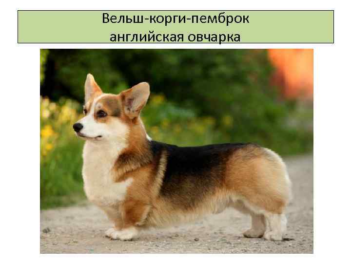 Вельш-корги-пемброк английская овчарка 