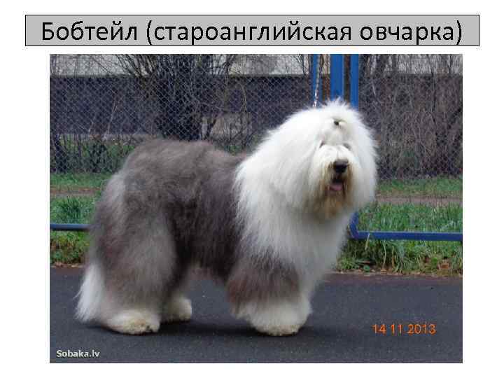 Бобтейл (староанглийская овчарка) 