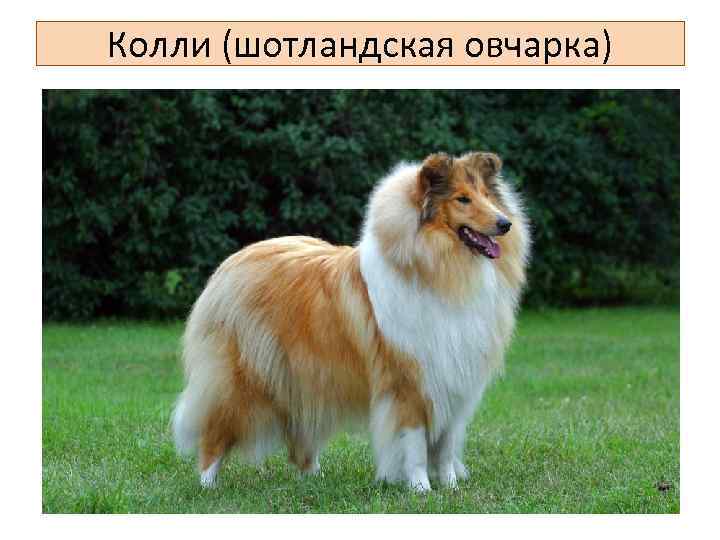 Колли (шотландская овчарка) 