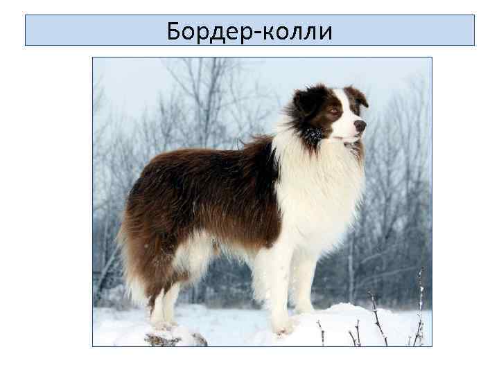 Бордер-колли 