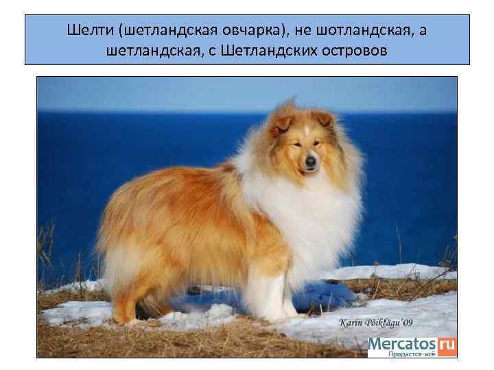 Шелти (шетландская овчарка), не шотландская, а шетландская, с Шетландских островов 