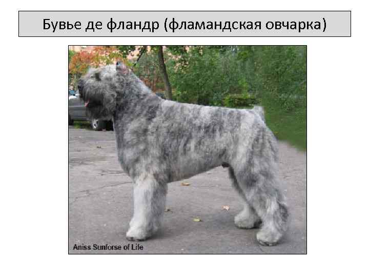 Бувье де фландр (фламандская овчарка) 