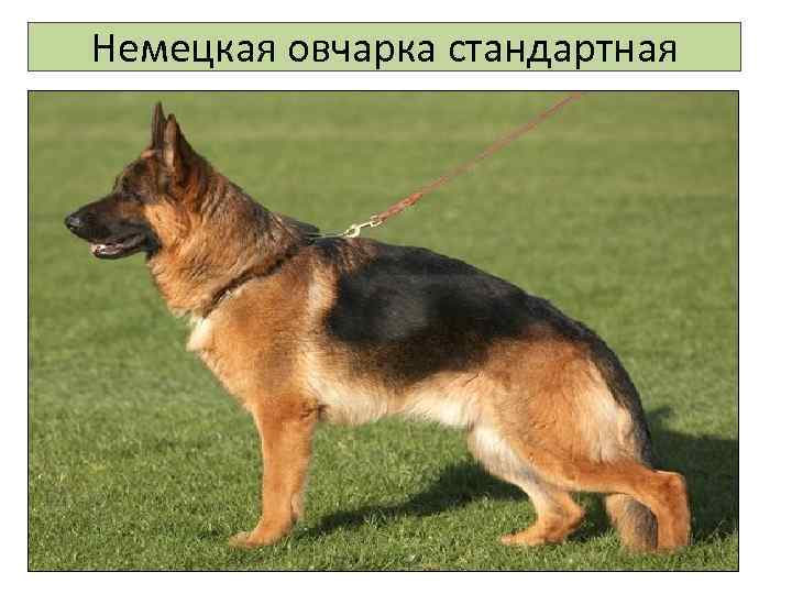 Немецкая овчарка стандартная 