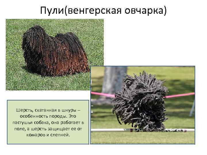 Пули(венгерская овчарка) Шерсть, скатанная в шнуры – особенность породы. Это пастушья собака, она работает