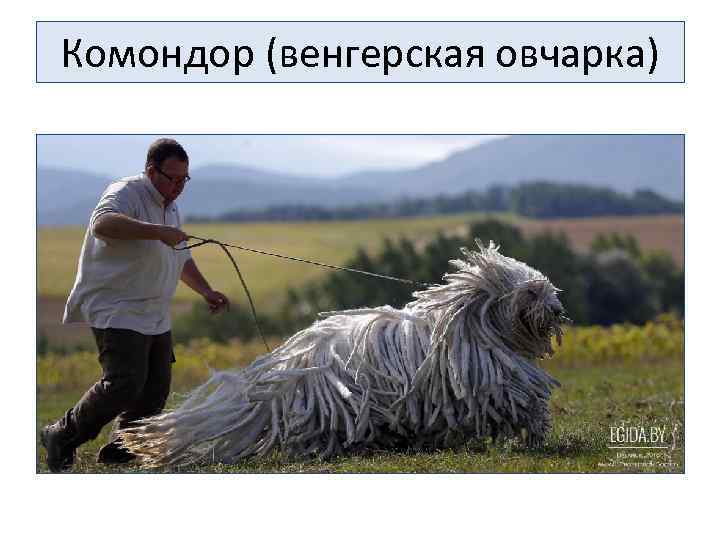 Комондор (венгерская овчарка) 