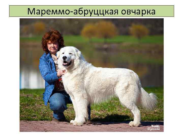 Мареммо-абруццкая овчарка 