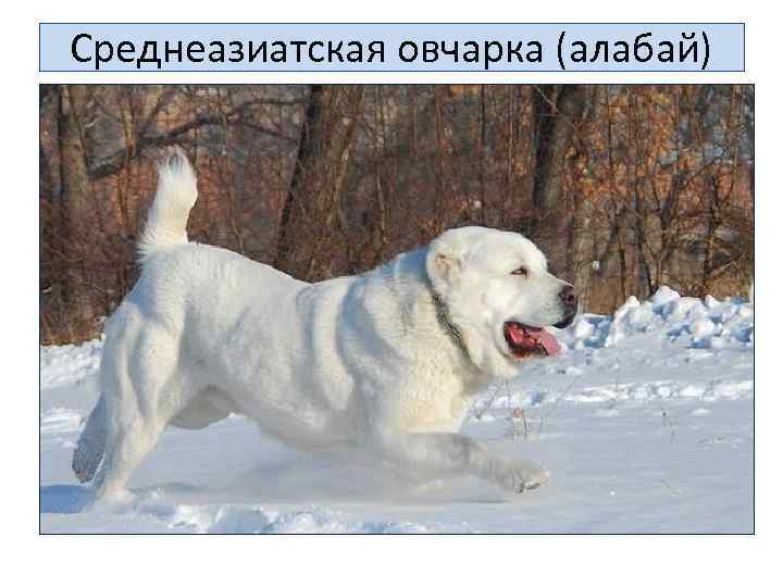 Среднеазиатская овчарка (алабай) 