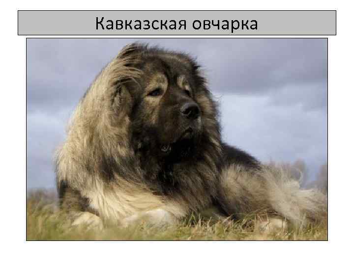 Кавказская овчарка 
