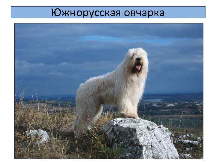 Южнорусская овчарка 