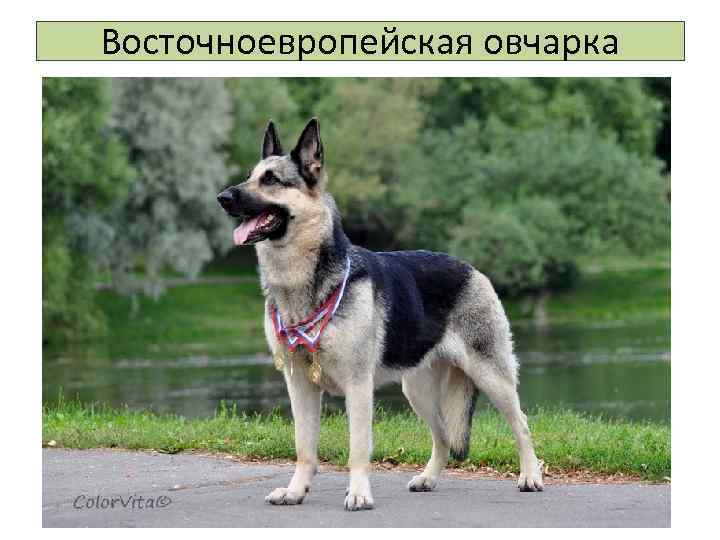 Восточноевропейская овчарка 