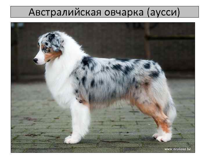Австралийская овчарка (аусси) 