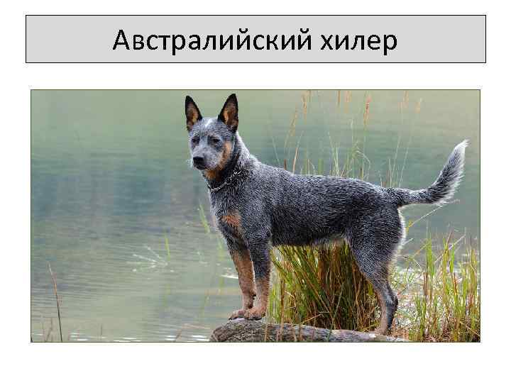 Австралийский хилер 