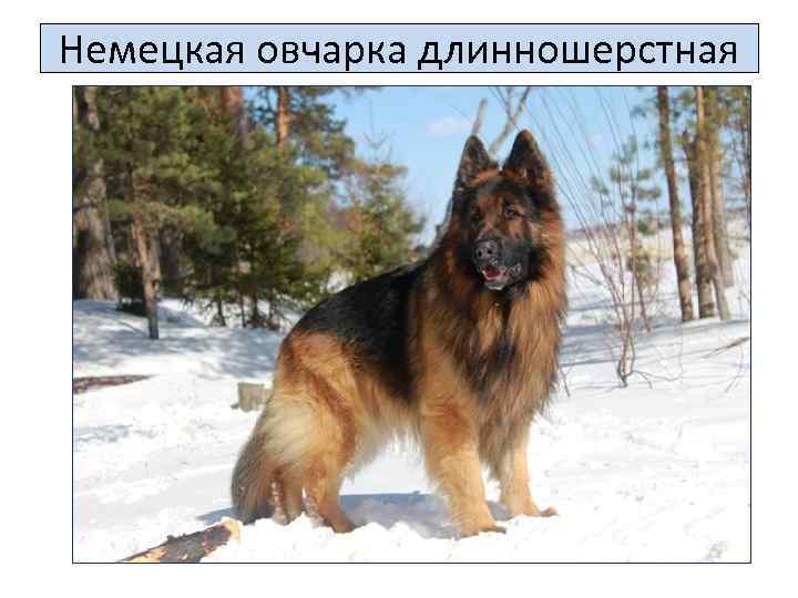 Немецкая овчарка длинношерстная 