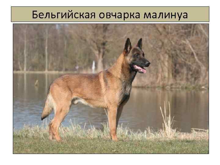 Бельгийская овчарка малинуа 
