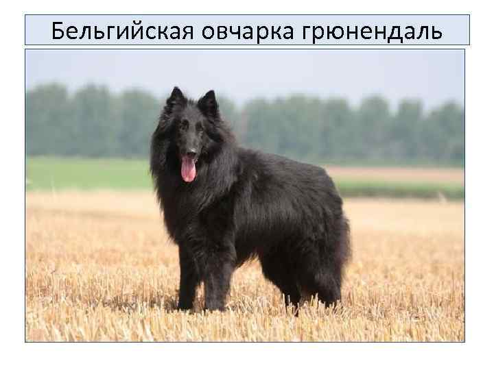 Бельгийская овчарка грюнендаль 