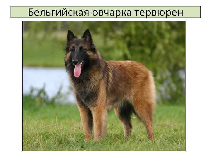 Бельгийская овчарка тервюрен 