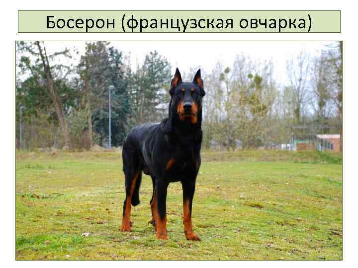 Босерон (французская овчарка) 