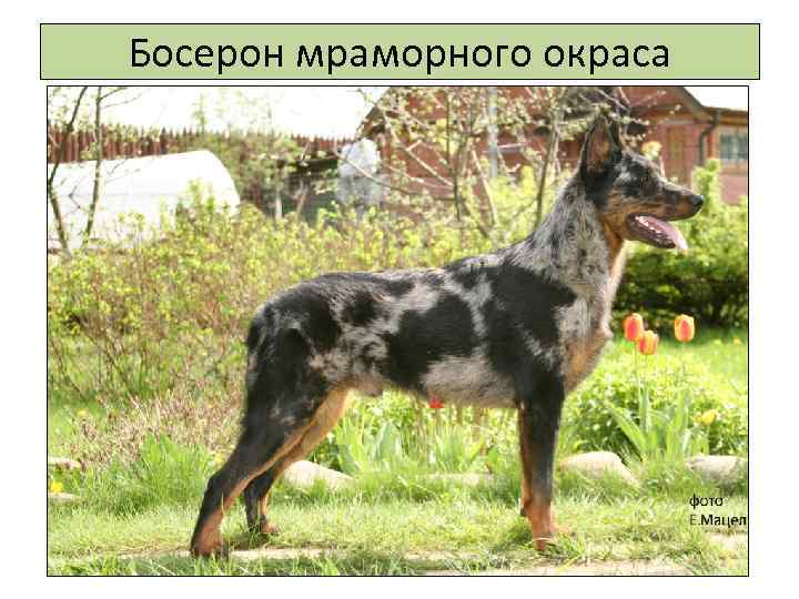 Босерон мраморного окраса 